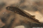 Marbled Salamander - By: Andrew Hoffman