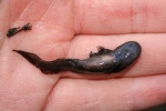 Marbled Salamander - By: Jason Poston