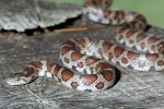 Milksnake - Adult from Cameron County, PA By: Rex Everett