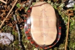 Midland Painted Turtle By: Wayne Fidler