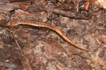 Allegheny Mountain Dusky Salamander - By: Kyle Fawcett