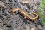 Allegheny Mountain Dusky Salamander - By: Kyle Fawcett