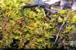Allegheny Mountain Dusky Salamander - By: Jason Poston