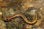 Allegheny Mountain Dusky Salamander - By: Andrew Hoffman