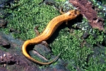 Allegheny Mountain Dusky Salamander - By: Tom Diez