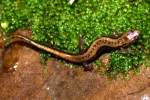 Allegheny Mountain Dusky Salamander - By: Jason Poston