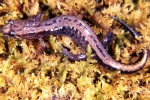 Allegheny Mountain Dusky Salamander - By: Tom Diez