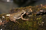 Mountain Chorus Frog - By: Jason Poston