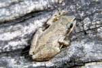 Mountain Chorus Frog - By: Tom Diez