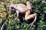 Mountain Chorus Frog - By: Tom Diez