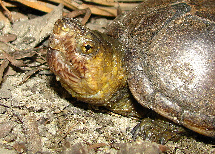 Southeastern Mud Turtle – PA HERP IDENTIFICATION