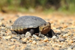 Southeastern Mud Turtle - By:  Stephen Staedtler