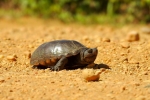 Southeastern Mud Turtle - By:  Stephen Staedtler