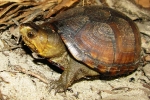 Southeastern Mud Turtle - By:  Brandon Ruhe
