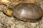Southeastern Mud Turtle - By:  Brandon Ruhe