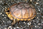 Southeastern Turtle - By: Bob Hamilton
