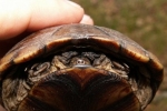 Southeastern Mud Turtle - By: Billy Brown
