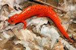 Mud Salamander - By: Carl Brune