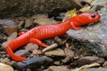 Mud Salamander - By: Carl Brune