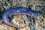 Mud Salamander - By: Tom Diez