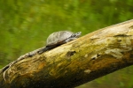 Eastern Musk Turtle By: Stephen Staedtler
