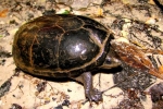 Common Musk Turtle By: Bob Hamilton