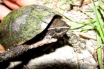 Common Musk Turtle By: Bob Hamilton