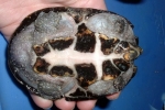 Common Musk Turtle By: Wayne Fidler