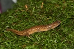 Northern Dusky Salamander - By: Don Becker