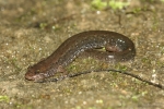 Northern Dusky Salamander - By: Don Becker
