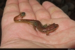 Northern Dusky Salamander - By:  Brandon Hunsberger