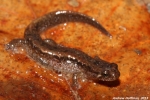 Northern Dusky Salamander - By: Andrew Hoffman