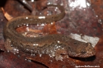 Northern Dusky Salamander - By: Andrew Hoffman