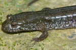 Northern Dusky Salamander - Blue Spots- By: Jeff Hankey
