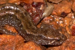 Northern Dusky Salamander - By: Jeff Hankey