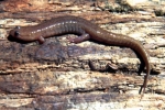 Northern Dusky Salamander - By: Tom Diez