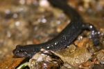 Northern Dusky Salamander - By: Jason Poston