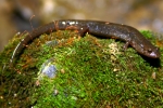 Northern Dusky Salamander - By: Jason Poston