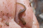 Northern Dusky Salamander - By:  Brandon Hunsberger