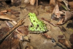 Northern Cricket Frog - By: Don Becker
