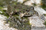 Northern Cricket Frog - By: Bill Peterman