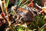 Northern Cricket Frog - By: Dave Emma
