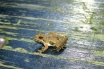 Northern Cricket Frog - By: Doug Warner