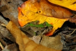 Northern Cricket Frog - By: Bob Hamilton