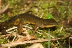 Red Spotted Newt -Don Becker