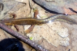 Red Spotted Newt - Aquatic Adult - By: Wayne Fidler