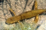 Red Spotted Newt - Aquatic Adult - By: Wayne Fidler