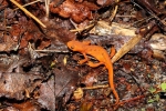 Red Spotted Newt - By: Stephen Staedtler