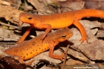 Red Spotted Newt - By: Andrew Hoffman