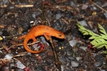 Red Spotted Newt - By: Stephen Staedtler